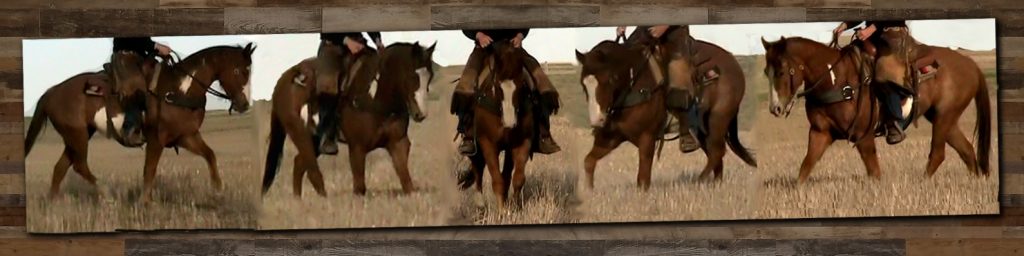 Ranch Horse Training