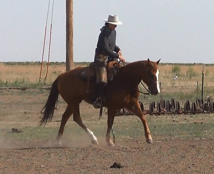 Ranch Reining Online Tests
