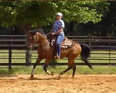 Ranch Reining Online Tests